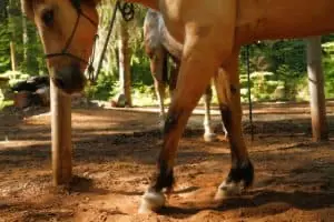 Horses will often paw the ground before they roll
