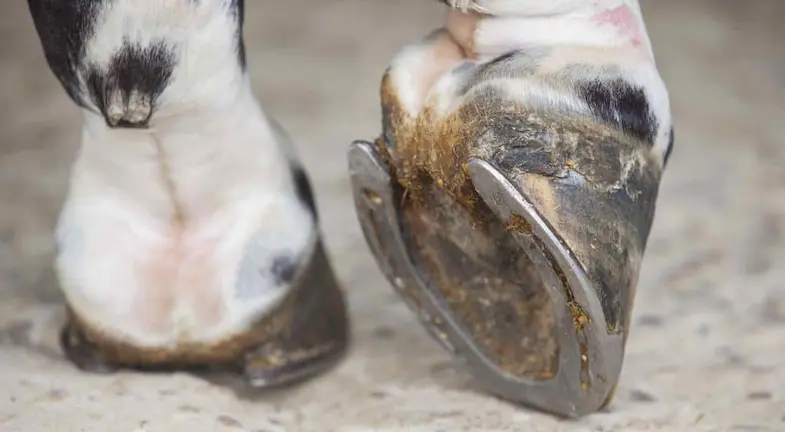 Do horses really need to wear shoes?