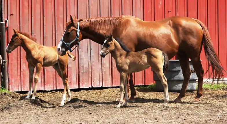 Generally when a horse has twins both foals are smaller than a single foal