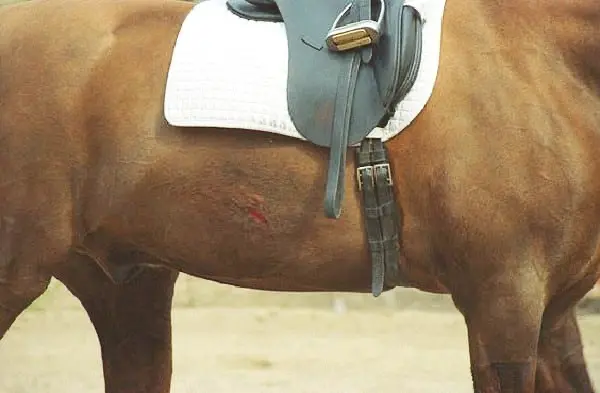 A typical puncture wound left by riding spurs