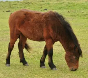 The Dartmoor Pony is a good choice for children