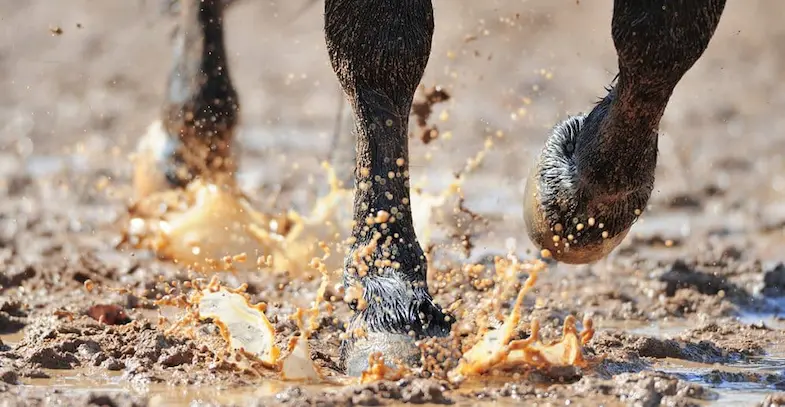 Everything you need to know about mud fever in horses