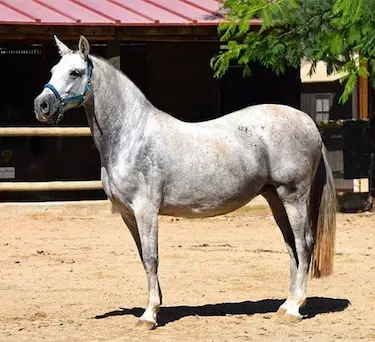 The Andalusian makes a surprising good trail horse