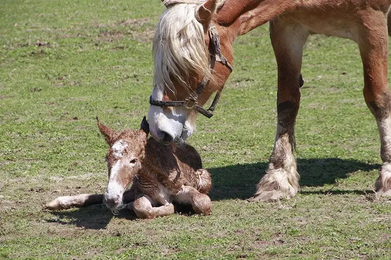 Mares begin to train their foals from birth