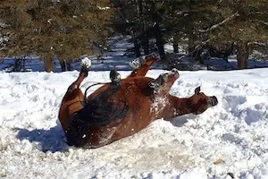 Horses often roll in the winter to cool themselves down