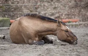 Rolling can be a sign of colic in horses
