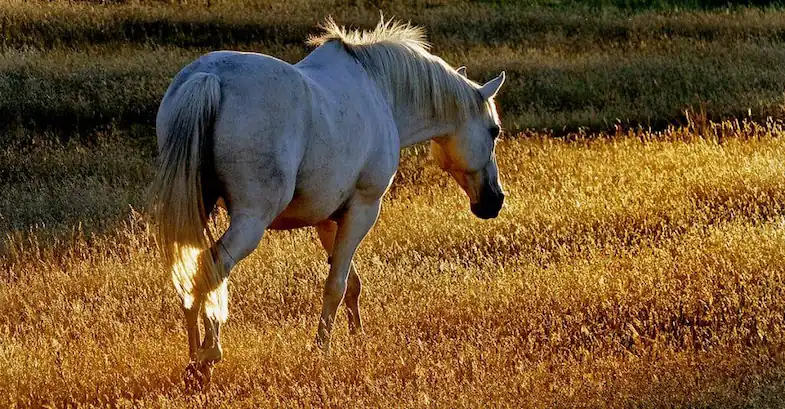Horse euthanasia: the sad facts of having a horse put to sleep