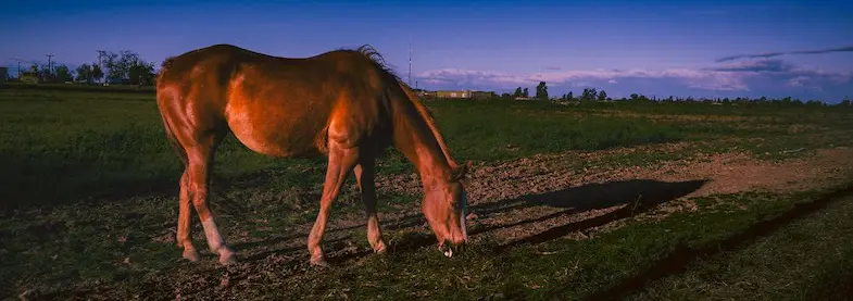 Where is the best place to keep your horse at night?