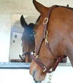 A horse safe mirror can help to relax your horse and make him feel like he has company
