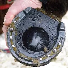 Horseshoe with studs and an anti-snowball pad fitted