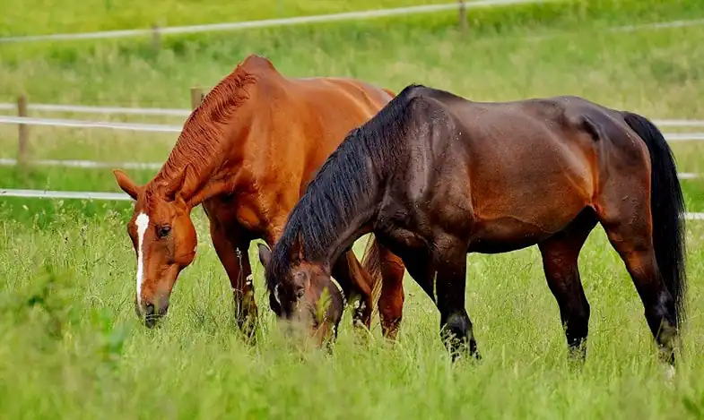 It's important to know why you're scared of horses if you want to overcome that fear