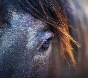 Gray hairs around the eyes are a sign that a horse is getting old