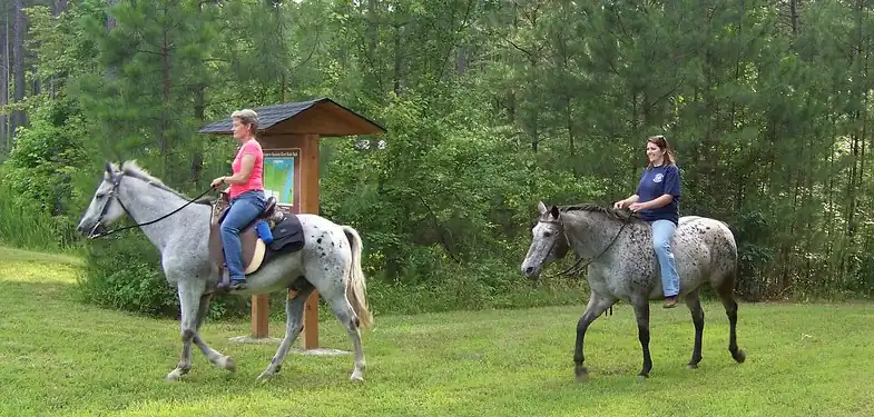 Horse camp isn't just for children