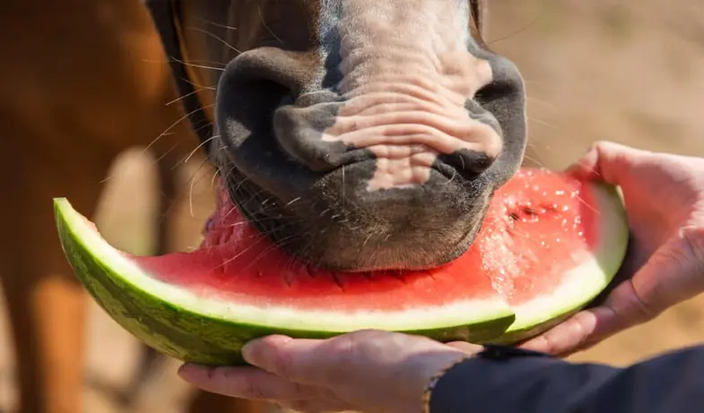 Watermelons make tasty treats for horses