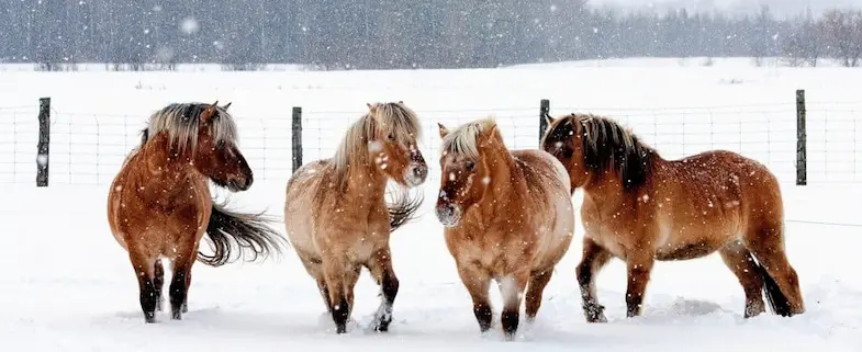 As long as a horse is healthy there's no reason at all why they can't live outside throughout the winter