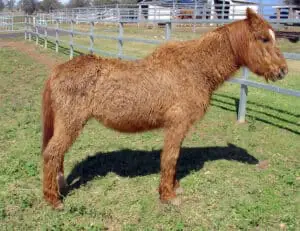 The most noticeable symptom of Equine Cushing's Disease is a curly coat