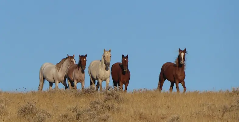 In the wild horses are able to navigate to local watering holes, the best grazing places, and back again without getting lost