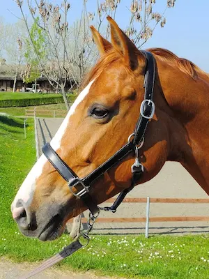 Leather is one of the most popular materials for horse halters