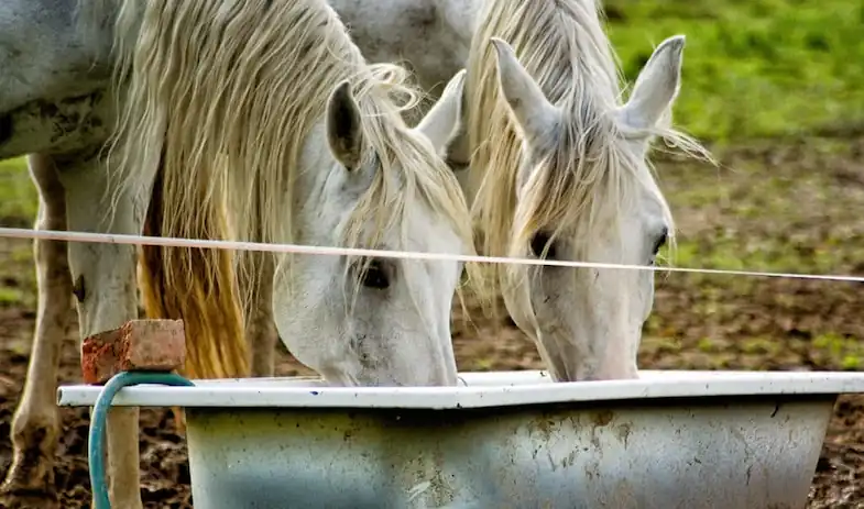 Check your horse's water during the winter to make sure its not frozen over