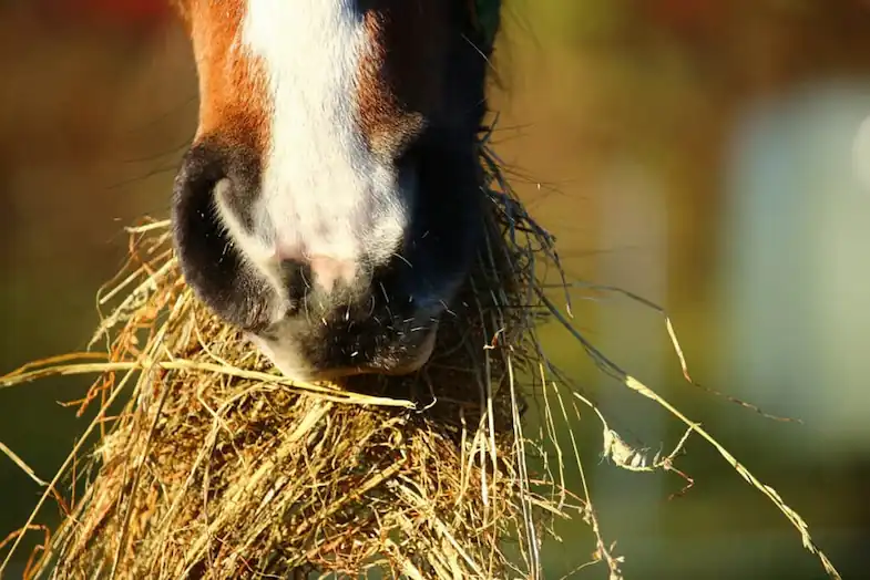 Horses need plenty of hay every day