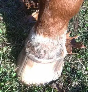 You should soak the scabs off of your horse's legs