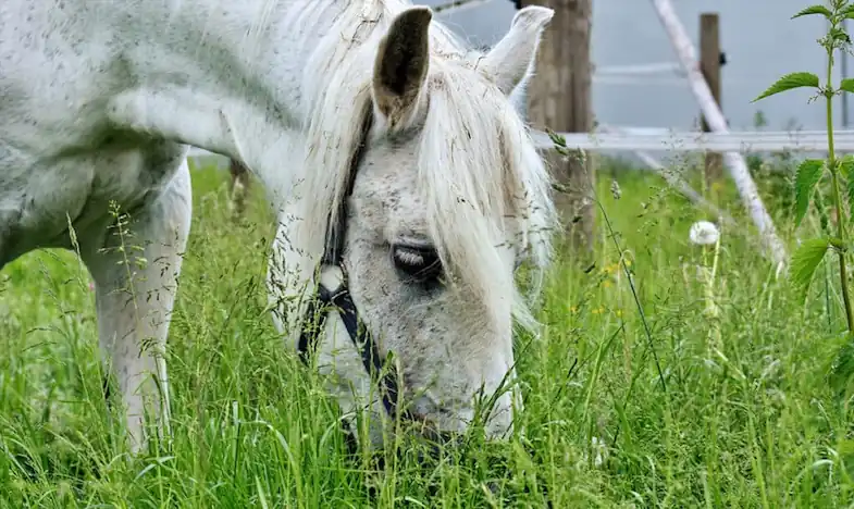 Is eating wet grass bad for horses?