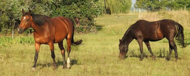 It can be difficult to care for horses with arthritis