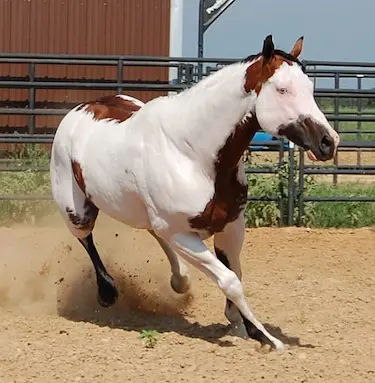 The Paint Horse is one of the best breeds for trail riding