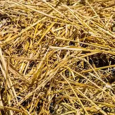 Straw is the most commonly used bedding for horses