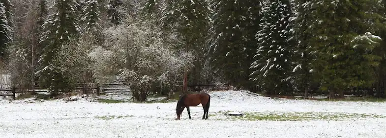 If your horse can't get to the frozen grass then you may need to feed him extra hay