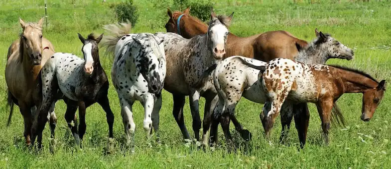 It's important to keep your horse happy