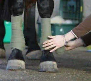 Using exercise boots can protect your horse's legs and keep then dry