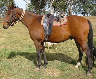 The Australian Stock Horse makes a great trail horse