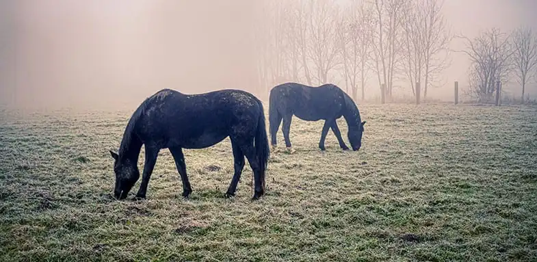 Eat grass that's covered in dew is better for horses than you might think