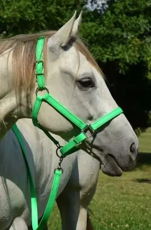Nylon halters are strong and durable and come in a range of colors to match your horse's personality (and your tastes)
