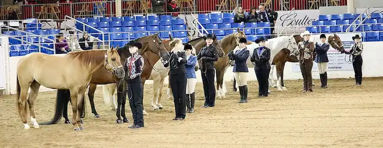 Horses can get nervous in the show ring just as we do