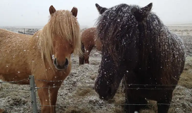 Horses are pretty hardy and don't always need to be stabled during the winter