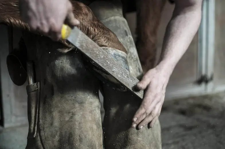 You should have your horse's feet checked eery 6 to 9 weeks, even if they don't wear shoes