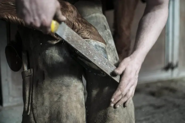 A farrier should check your horse's hooves every 4 to 6 weeks