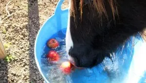 Apple bobbing is a great way to entertain and occupy your horse, as well as a good way to feed treats
