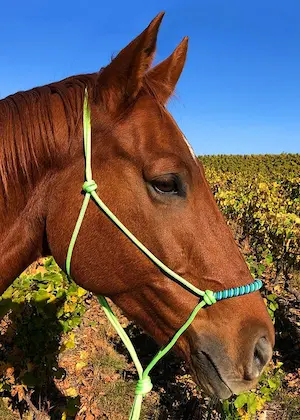 Rope halters are becoming more popular with many horse owners making them themselves
