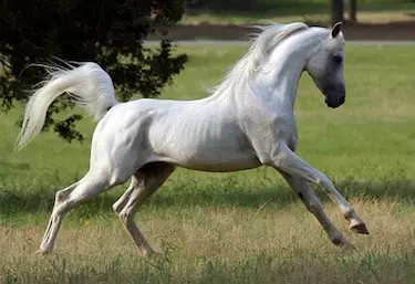 The Arabian makes an incredibly good trail horse