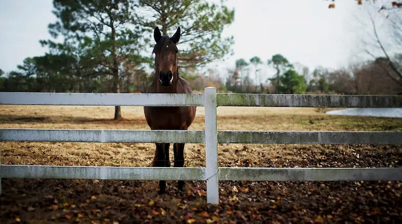 Pros & Cons Of Different Horse Fencing: Which Options Is Best For You?