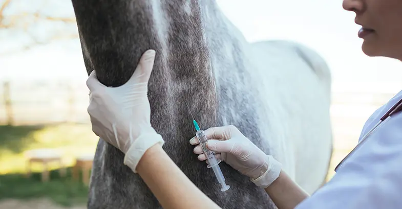 Your vet make need to do a blood test to see if your horse has an infection