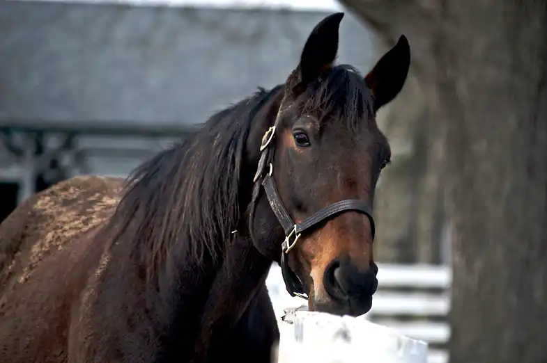Horses can get extremely muddy during the winter