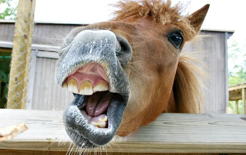 Dental problems can cause horses to foam at the mouth