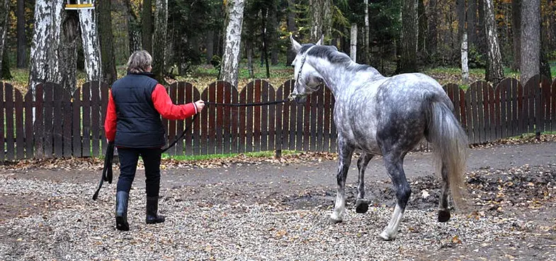 Working with a professional can help you to get the best out of your horse