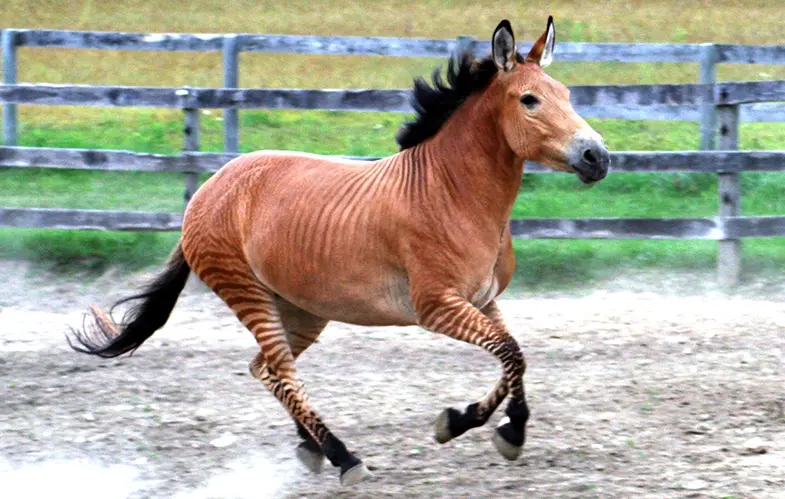 A typical zebroid