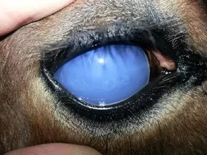 Equine Recurrent Uveitis or ERU is the most common cause of blindness in horses