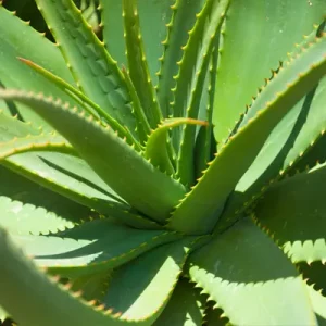 Aloe Vera is great for treating gastric ulcers in horses